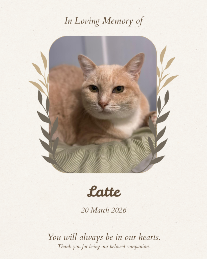 Pet memorial tribute board for Latte the cat — Furwell