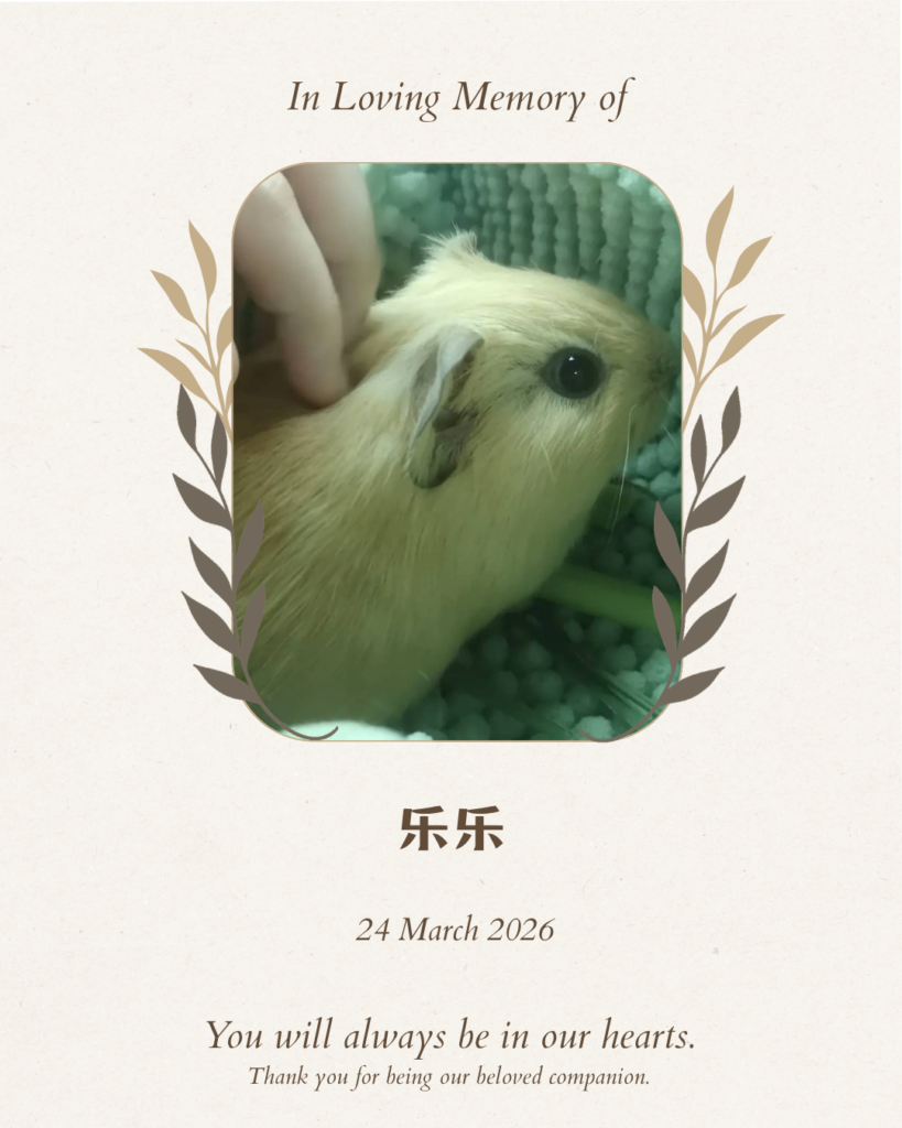 Pet memorial tribute board for Lele the guinea pig — Furwell