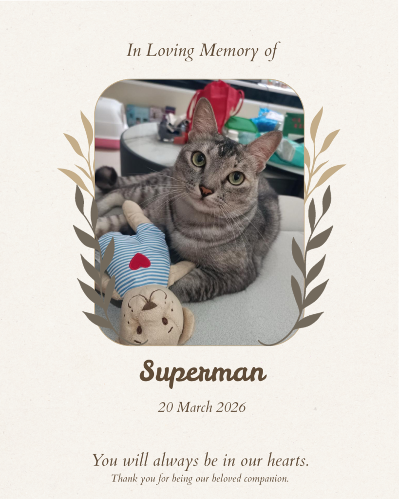 Pet memorial tribute board for Superman the cat — Furwell