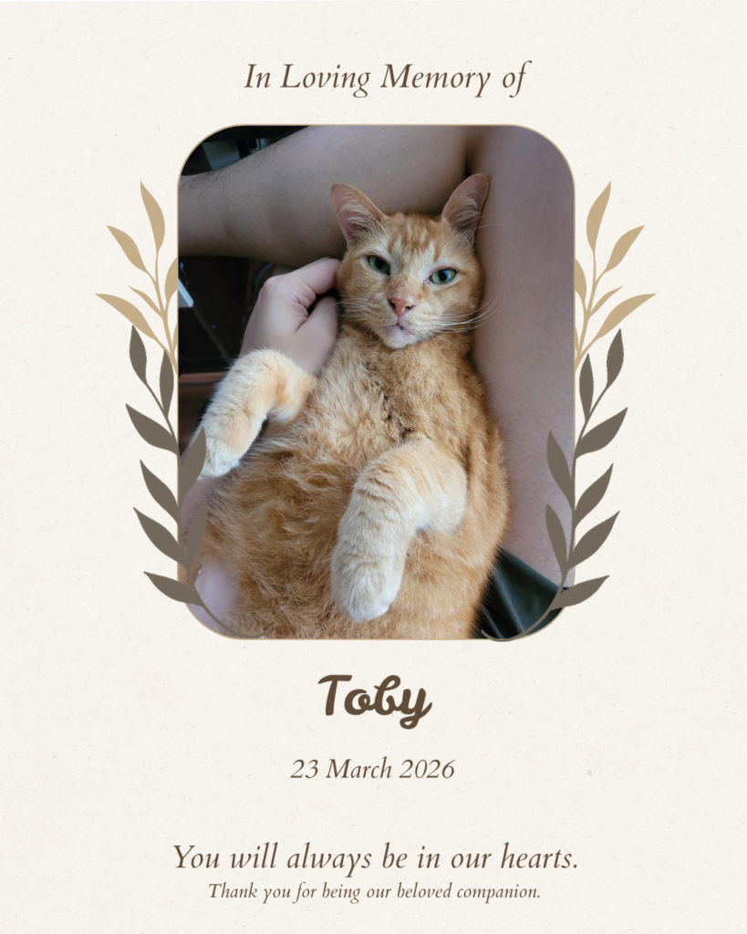 Pet memorial tribute board for Toby the cat — Furwell